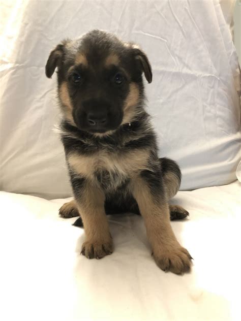 All pups found excellent homes Thank You and Welcome to the family Next up is Velvet this winter. . German shepherd puppies nc